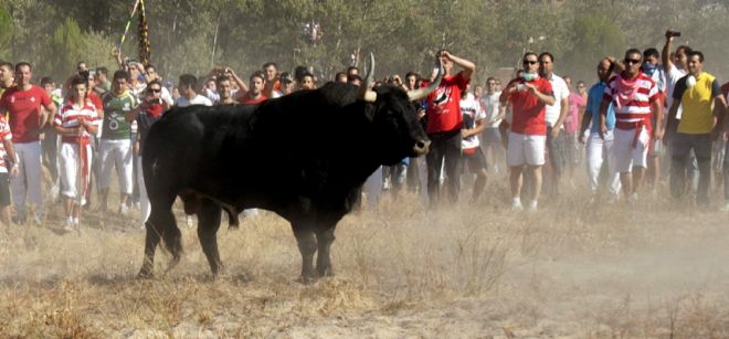 Miles de personas presenciaron hoy en la ciudad española de Tordesillas (noroeste) el festejo del Toro de la Vega.