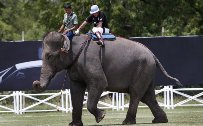 Elefantes y polistas entrenan para la competición anual.