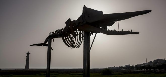 La estrecha relación de las Islas Canarias con los cachalotes se puede ver en este esqueleto en Jandía.