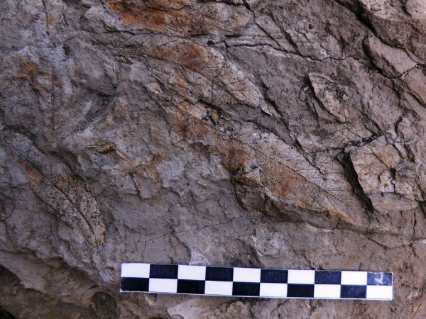 Fósiles de laurisilva en el barranco de Las Angustias.