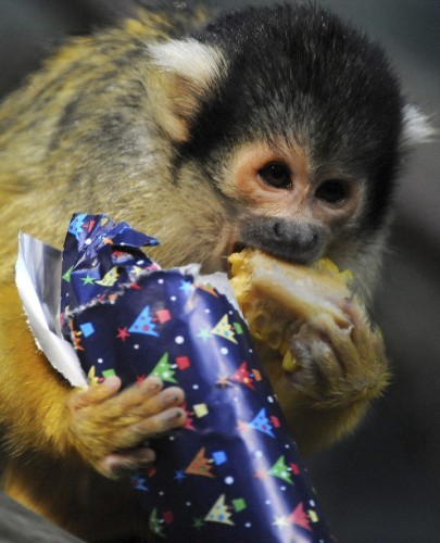 Un mono come una mazorca de maíz que ha recibido como regalo de Navidad en el zoo de Fráncfor.