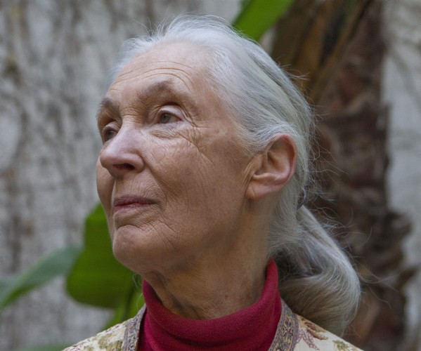 La primatóloga inglesa Jane Goodall.