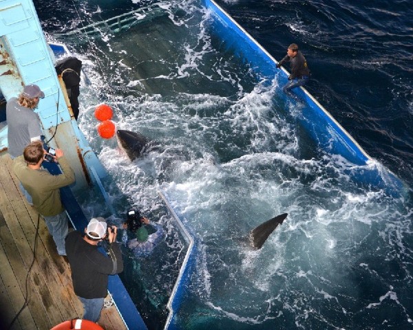 Fotografía cedida divulgada en septiembre de 2012 por la organización OCEARCH que muestra al tiburón bautizado como 