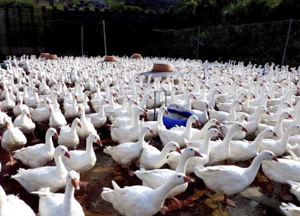 Imagen distribuida el miércoles 24 de abril de 2013 que muestra una granja de gansos balineses en Bali, Nuevo Taipéi, en Taiwán, el 3 de abril de 2013. El Centro de Control de Enfermedades de Taiwán confirmó la infección de un empresario taiwanés a su vuelta de un viaje de trabajo en Szhou, en China, con la cepa de gripe aviar H7N9.