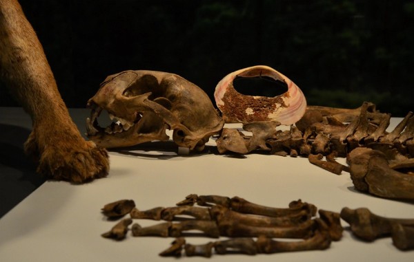 Fotografía cedida por el Instituto Nacional de Antropología de restos de algunos de los animales que arqueólogos mexicanos han identificado como ofrendas en el Templo Mayor de Tenochtitlan.