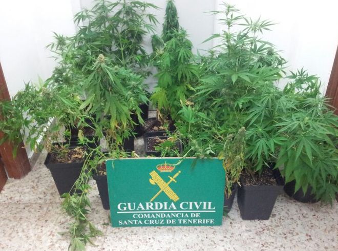 Plantas de cannabis halladas en una propiedad de El Médano.