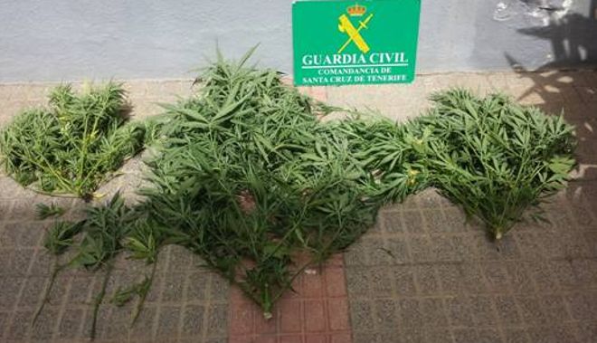 Plantas intervenidas por guardias civiles en Tegueste.