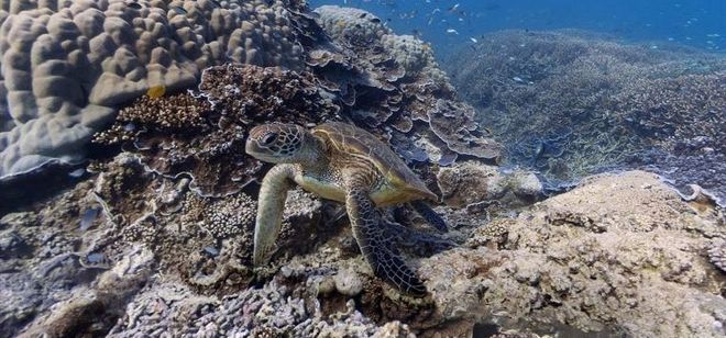 Los buzos con las cámaras propias de Street View han captado las imágenes de los arrecifes marinos, tomado fotos en 360 grados.