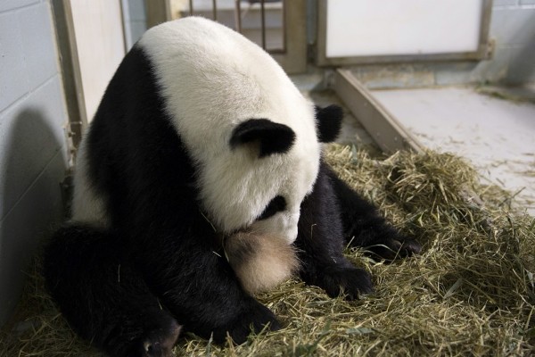 Fotografía de un el zoológico de Atlanta que muestra a una hembra de panda gigante de quince años llamada 