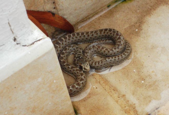 Reptil encontrado ayer en una vivienda de La Habanera.