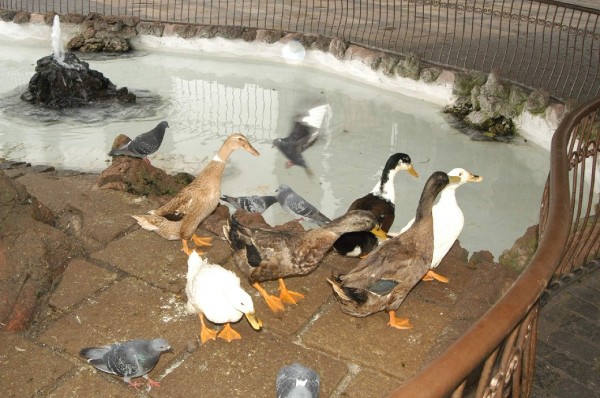  El estanque de los patos lagunero, en una foto de archivo.