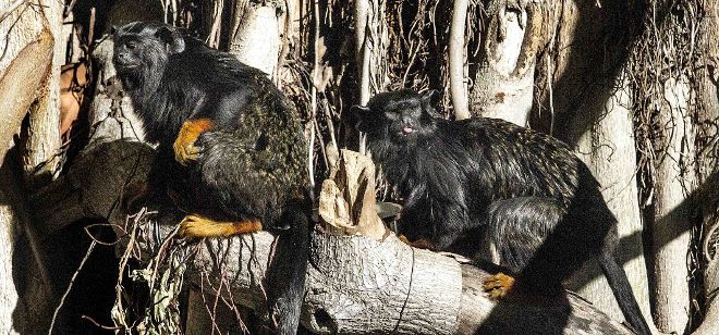 Bob y Kaya son una pareja de monos tití nacidos en cautividad.