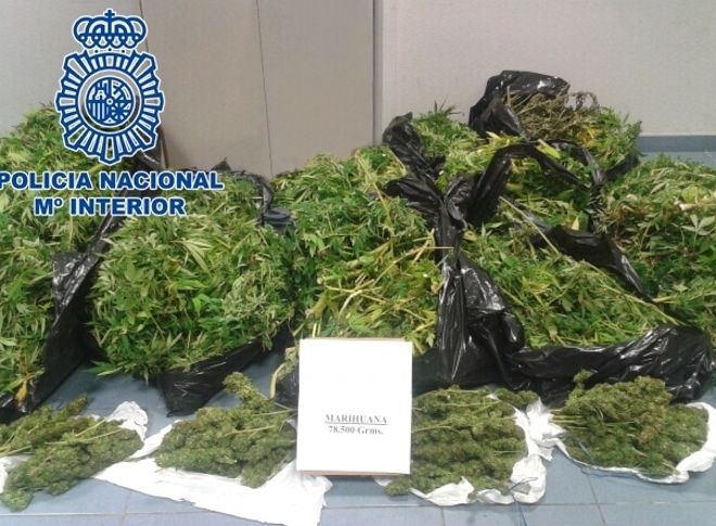 Plantas de marihuana intervenidas por el Cuerpo Nacional de Policía.