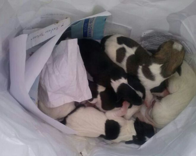 Cachorros abandonados en una bolsa de basura en Candelaria.