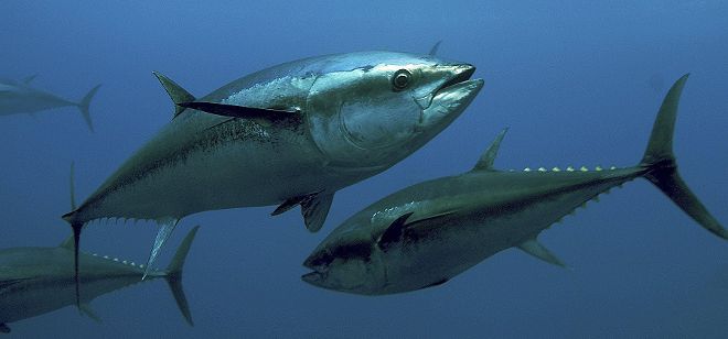 Fotografía facilitada por PEW Environment que muestra varios ejemplares de atún rojo.
