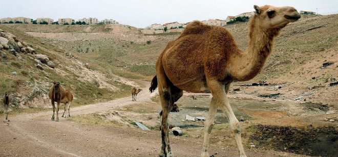 Camellos en una ruta turística.