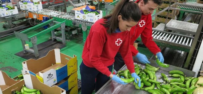 El voluntariado de Cruz Roja se encarga de seleccionar y poner en cajas estos plátanos.