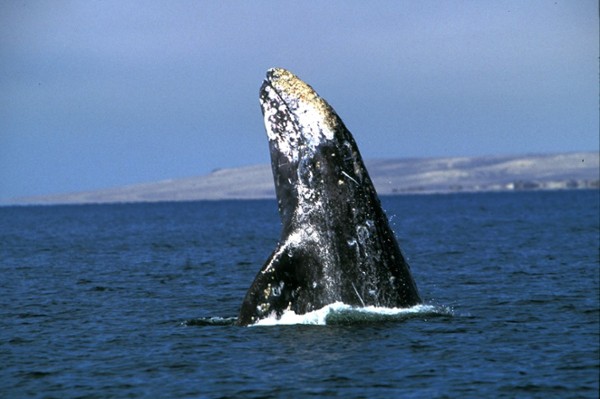 Imagen de archivo de una ballena.