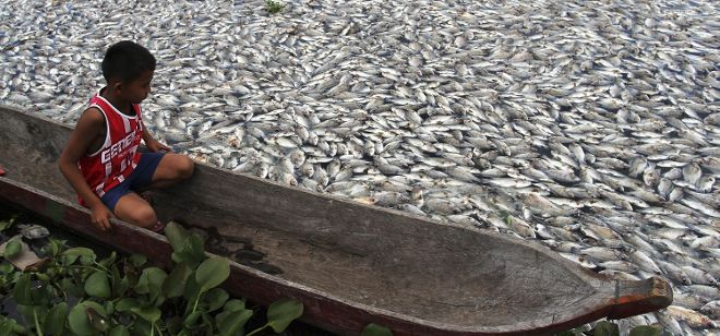 Miles de peces flotan muertos en el lago Maninjau en la provincia de Sumatra (Indonesia) el pasado martes 18 de marzo de 2014. La muerte en masa de los peces se produce por un repentino cambio en las condiciones climáticas.