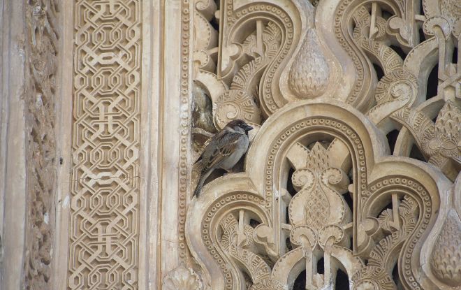 Un ave parecida al vencejo anida entre los mosaicos.