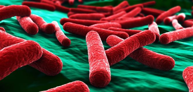 Las Enterobacterias son una familia de bacterias frecuentes en el tubo digestivo de los seres humanos sanos.