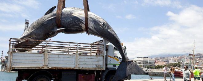 Un cachalote hembra de unos 10 metros de largo y unas 9 toneladas de peso fue encontrado muerto en la bahía de Santa Cruz de Tenerife.