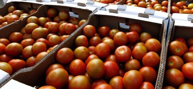 Los productores de tomate de Canarias.