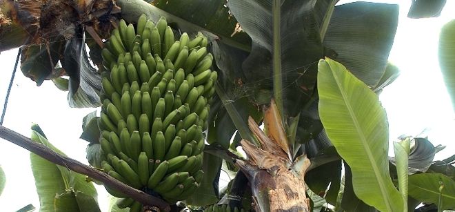 El proyecto europeo 'Banana Boost! tiene como objetivo estudiar la introducción de nuevas variedades de esta fruta.