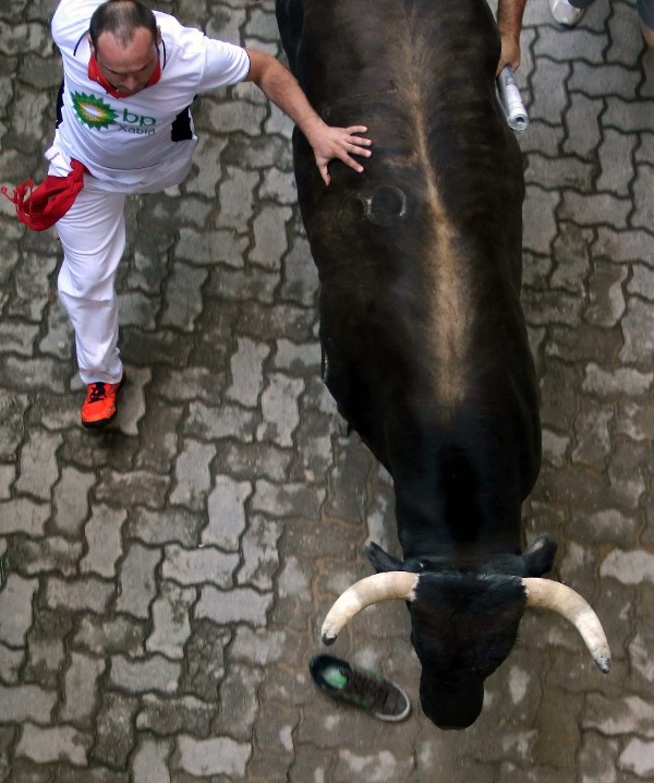 Un toro de la ganadería sevillana de Dolores Aguirre, acompañado de un mozo, hace su entrada por el callejón que da acceso a la Plaza de Toros de Pamplona durante el segundo encierro de los Sanfermines 2014.