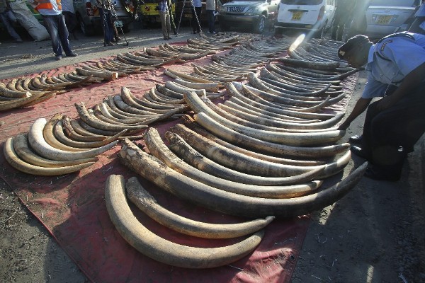 Colmillos de elefante incautados y expuestos en la ciudad portuaria de Mombasa (Kenia).