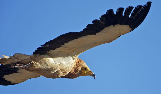 Un guirre vuela sobre Tuineje.