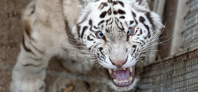 Uno de los dos trigres siberianos de la nueva pareja de tigres blancos que se han presentado recientemente en el Parque de la Naturaleza de Cabárceno.
