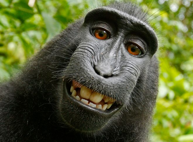 Selfie del macaco.