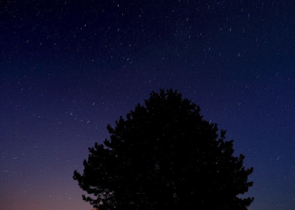 Vista de una lluvia de estrellas sobre un árbol en el pueblo de Belograchik, Bulgaria.