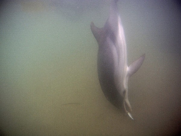 En la imagen, el delfín listado Marcos, al que rescataron varado en la costa de Roquetas en el verano de 2012 y atendieron durante cinco meses y medio en un acotado de la playa de Almerimar.