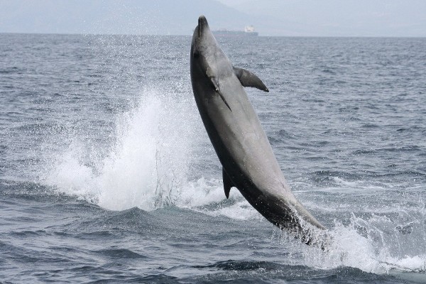 Foto cedida por el Instituto de Sanidad Animal de la Universidad de Las Palmas de Gran Canaria de un delfín en aguas de Canarias. 