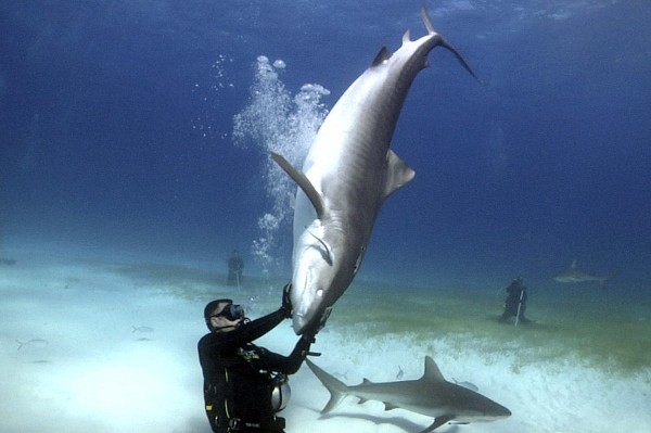 Fotografía facilitada por Karlos Simón que puede convivir sin problemas con todo tipo de tiburones y es una de las pocas personas capaces de inducirles inmovilidad tónica en su propio hábitat. 