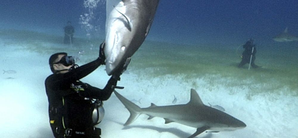 La Alianza por los Tiburones de Canarias ofrecerá una conferencia en Tenerife.