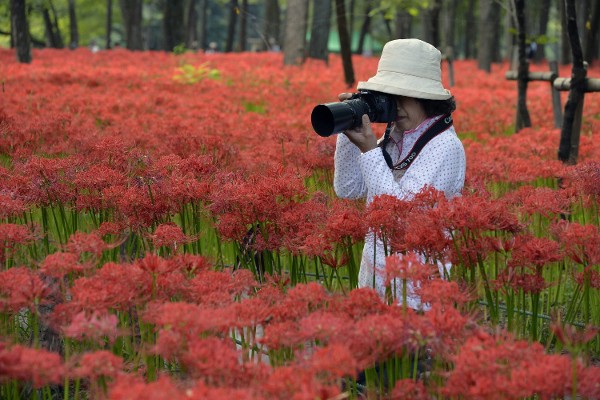 Una mujer fotografía un campo de flores del infierno (Lycoris radiata) en el parque de Kinchakuda en Hidaka, en la prefectura de Saitama, cerca de Tokio (Japón) el 22 de septiembre de 2014. Las flores del infierno marcan el final del verano y el inicio del otoño. Alrededor de cinco millones de flores del infierno cubren el área.