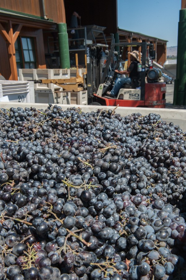 Fotografía del 28 de agosto de 2014 de una vista de uvas listas para convertirse en jugo o vino en el viñedo Bourchaine en la región de Napa, California (EEUU). 