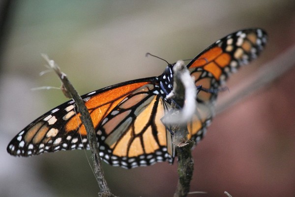 Una mariposa monarca captada en el santuario Sierra Chincua, ubicado en el municipio mexicano de Angangueo.