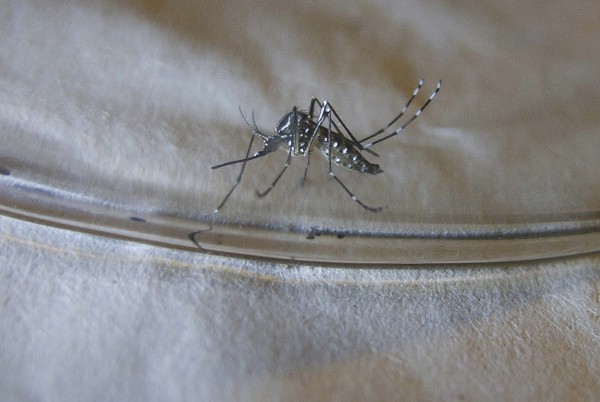 Imagen de un mosquito Aedes aegypti, especie que puede transmitir los virus del dengue y chikunguña. 