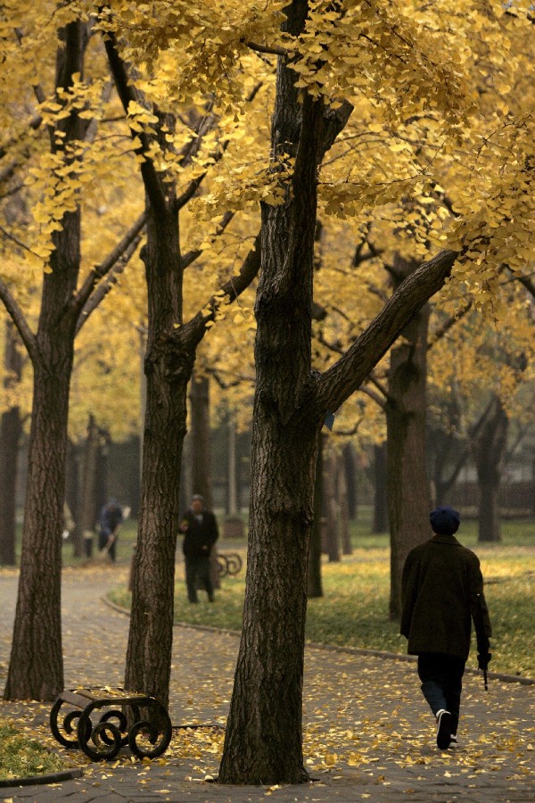 Las hojas amarillas de los árboles adornan un parque.