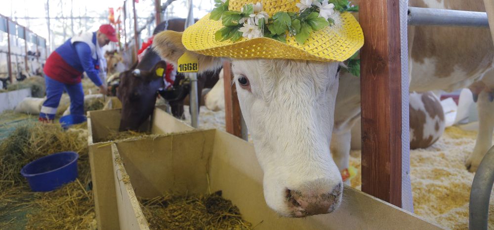 Una vaca con un sombrero.