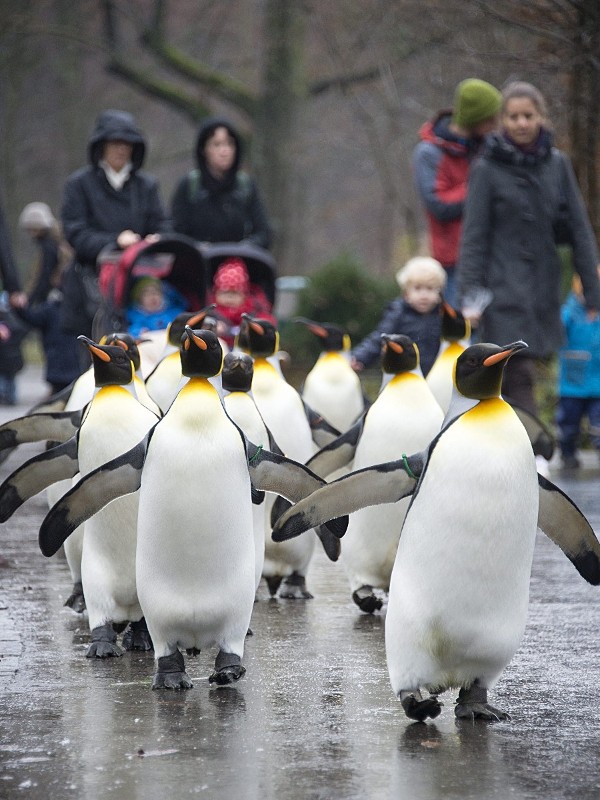 Un grupo de pingüinos marcha por el zoo de Basilea (Suiza) hoy, jueves 18 de diciembre de 2014. A los pingüinos sólo se les permite salir al exterior en invierno ya que su entorno natural requiere bajas temperaturas.