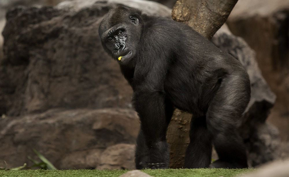 Loro Parque incorpora dos gorilas macho jóvenes, Kiburi de 10 años y Ubongo de 7, procedentes del zoológico alemán de Hannover Adventure Zoo, y que se unirán al grupo de cinco gorilas que ya tiene el Loro Parque.