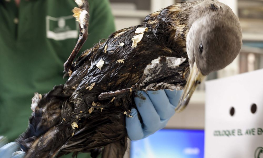 Una pardela completamente "petroleada", que ha sido recogida esta mañana cerca de la costa canaria, recibe cuidados en el Centro de Recuperación de Fauna Silvestre del Cabildo grancanario. 