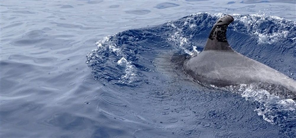 Fotografía facilitada por Greenpeace que fue tomada ayer, de un delfín manchado de petróleo.