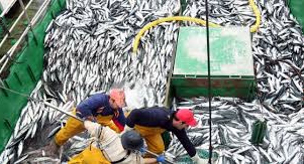 España pasa a ser un país dependiente del exterior en suministro de pescado a partir de este sábado.