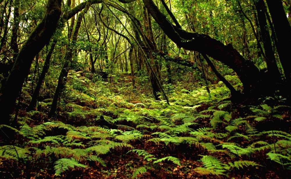 Bosque de laurisilva, quizás el mayor tesoro biológico de Canarias.